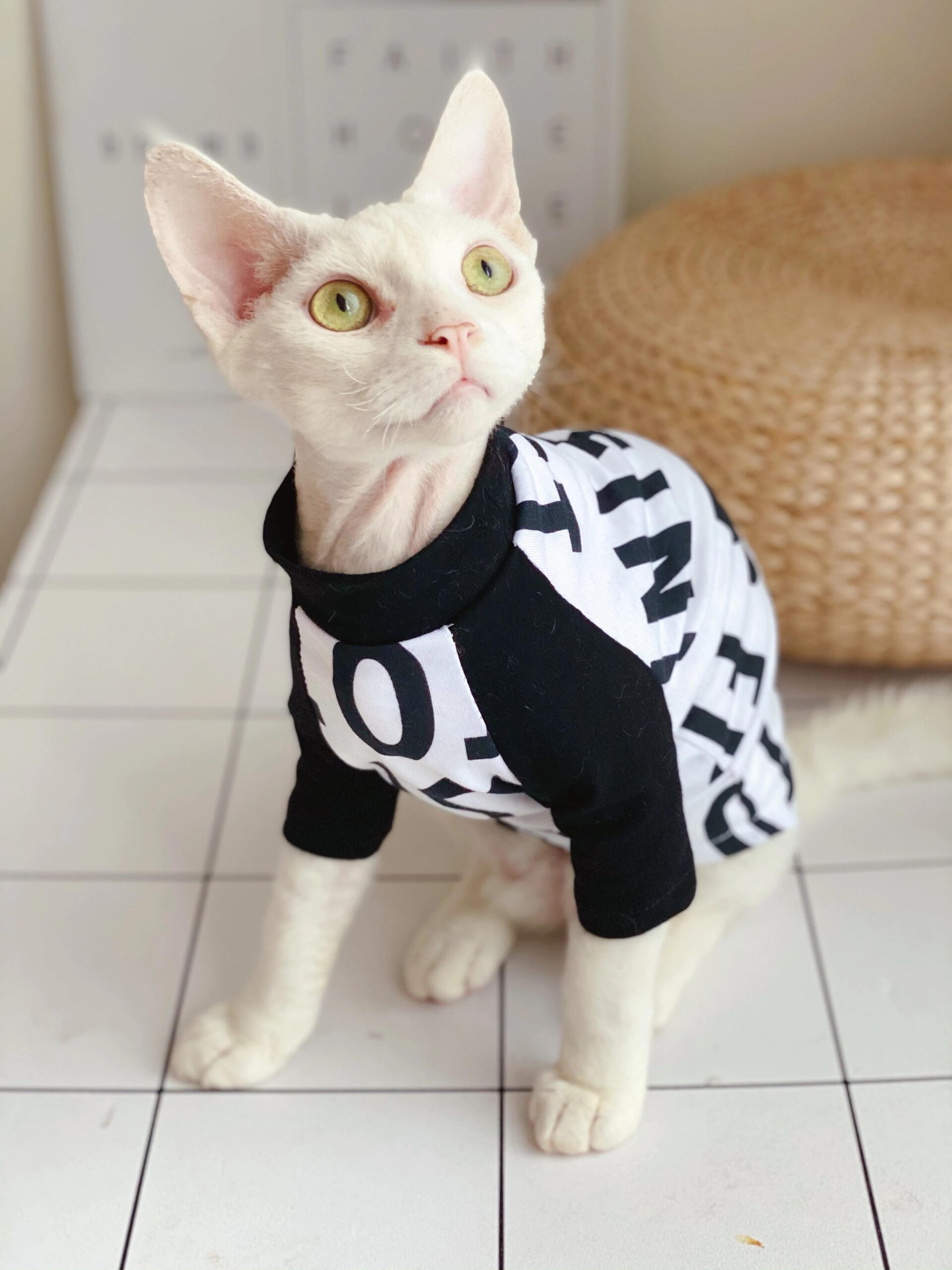 Stylish Elastic Clothes for Cat