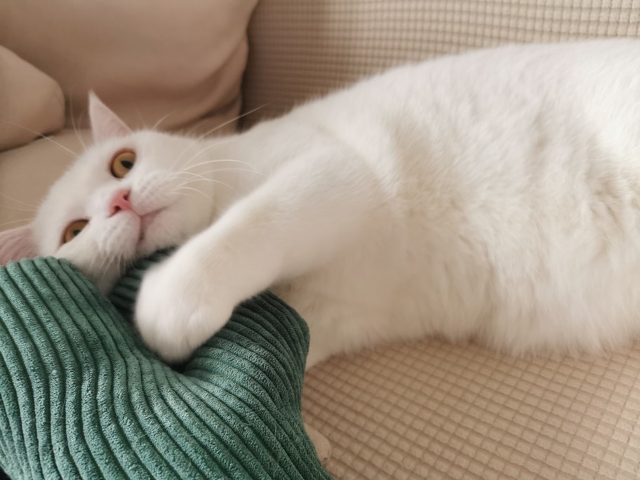 Cactus Catnip Cat Plush Toy