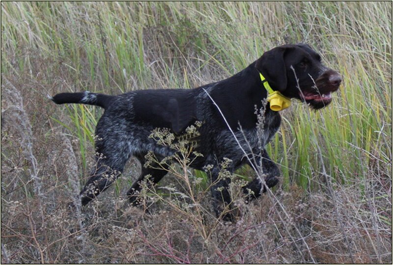 Rechargeable Dog Training Beeper